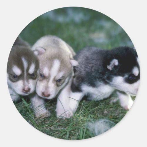 Siberian Husky pups 3 weeks Classic Round Sticker