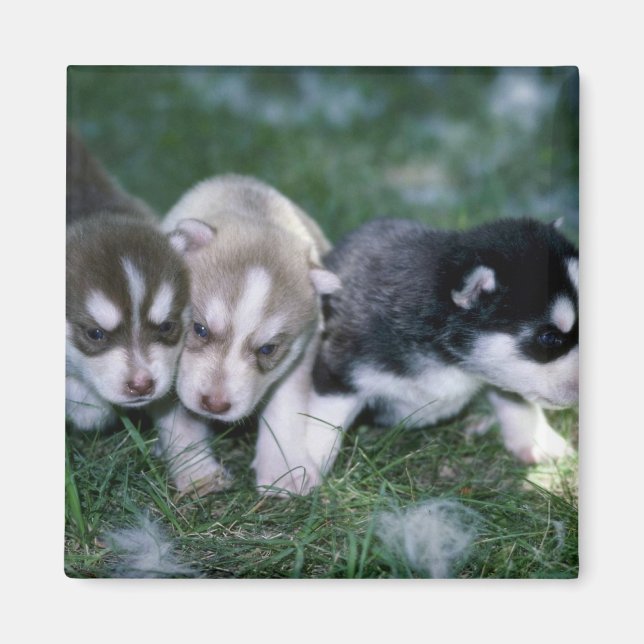 Siberian Husky pups, 3 weeks Magnet (Front)
