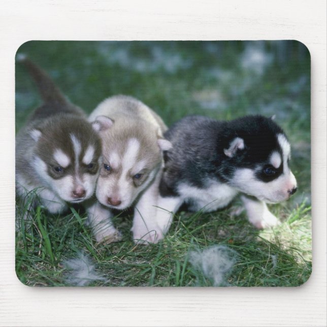 Siberian Husky pups, 3 weeks Mouse Pad (Front)