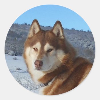 Siberian-husky-red And White Classic Round Sticker by BreakoutTees at Zazzle