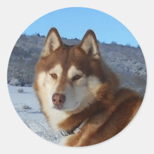siberian-husky-red and white classic round sticker