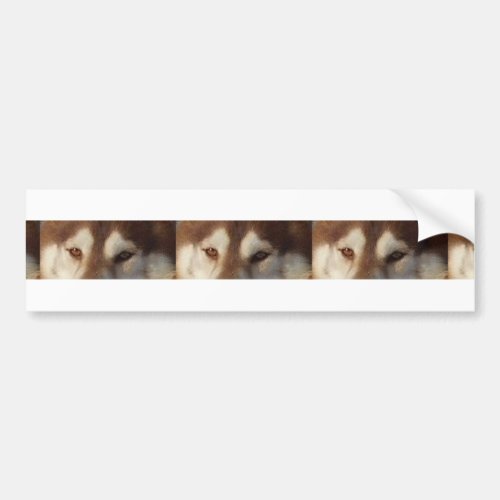 siberian_husky_red and white eyes bumper sticker