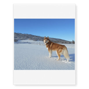 siberian-husky-red and white full temporary tattoos