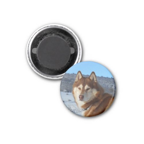 siberian_husky_red and white magnet