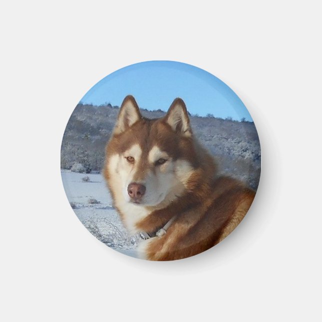 siberian-husky-red and white magnet (Front)