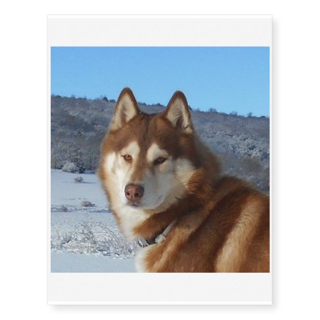 siberian-husky-red and white temporary tattoos (Front)