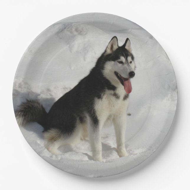 siberian-husky sitting paper plates (Front)