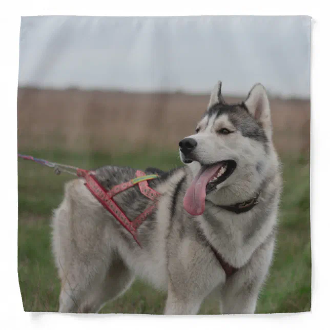 Siberian Husky sled dog Bandana