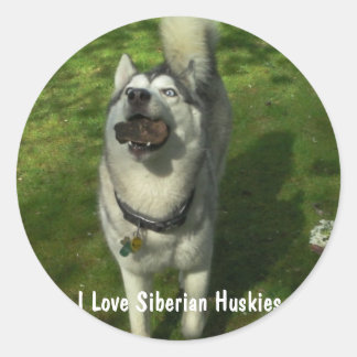 Siberian Husky Stickers