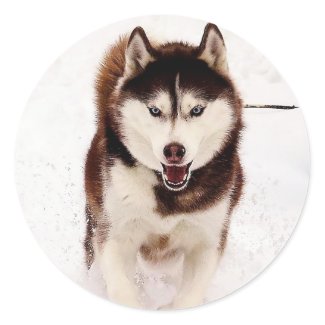 Siberian Husky Stickers