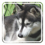 Siberian Husky Stickers