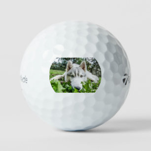 siberian husky-up close third golf balls