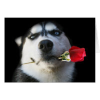Siberian Husky Valentine's Day Card