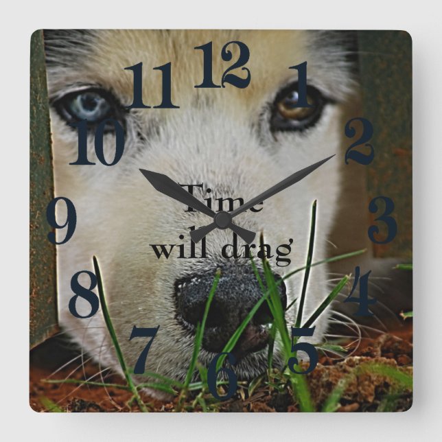 Siberian Husky waiting patiently Square Wall Clock (Front)