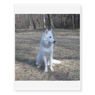 siberian husky white full 2 temporary tattoos