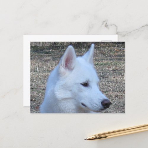 siberian husky white postcard