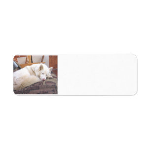 siberian husky white sleeping label