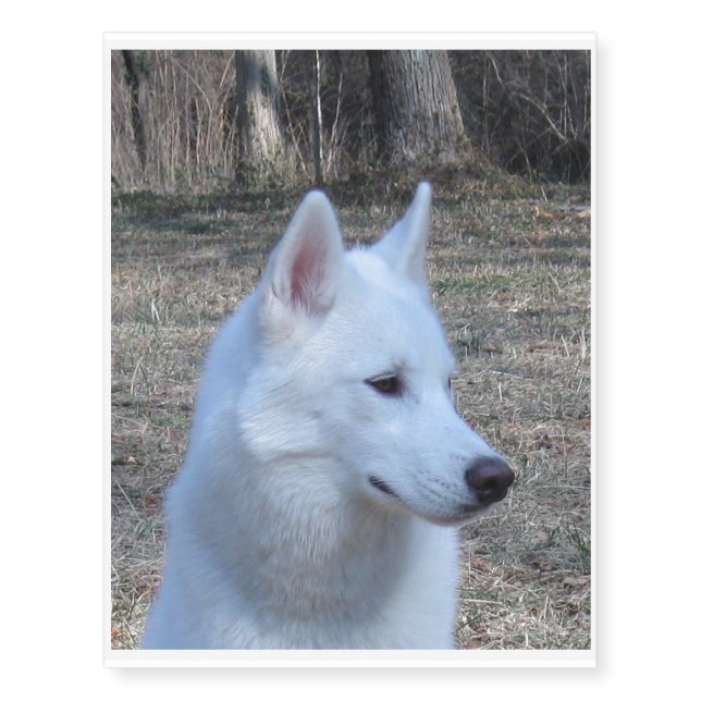 siberian husky white temporary tattoos (Front)