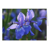 Siberian Iris Pair Cards (Front Horizontal)