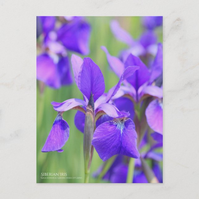 Siberian Iris Postcard (Front)