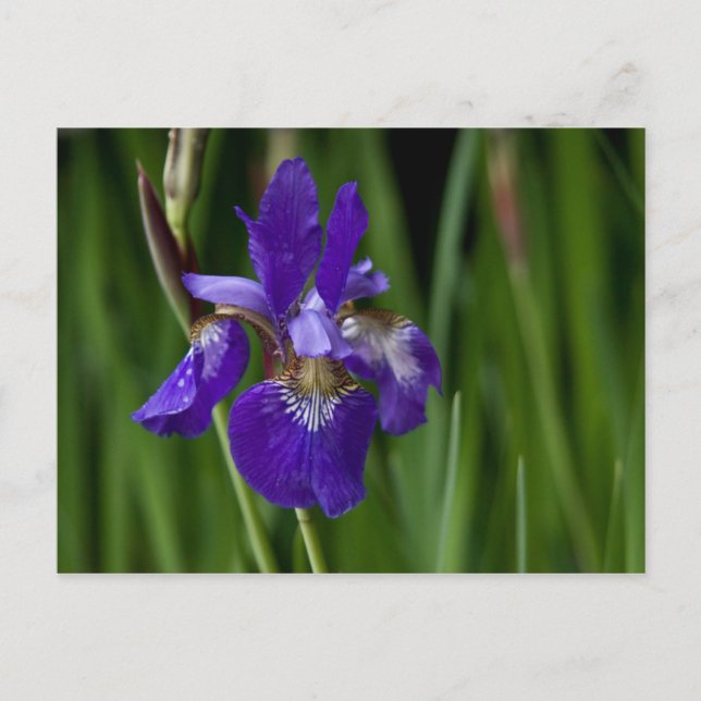 Siberian Iris Postcard (Front)