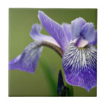 Siberian Iris  Trivet
