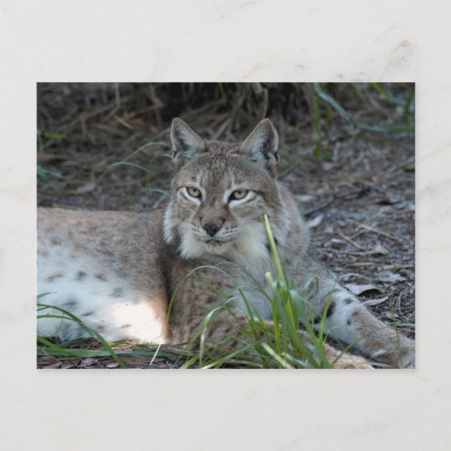 siberian lynx 017 postcard (Front)