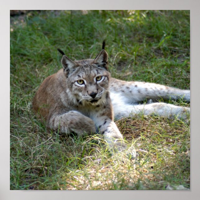 siberian lynx 027 poster (Front)