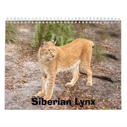 siberian lynx 034 Siberian Lynx Calendar