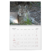 siberian lynx 034, Siberian Lynx Calendar (Mar 2025)