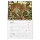 siberian lynx 034, Siberian Lynx Calendar (Feb 2025)