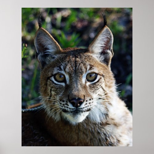 Siberian Lynx Profile Poster