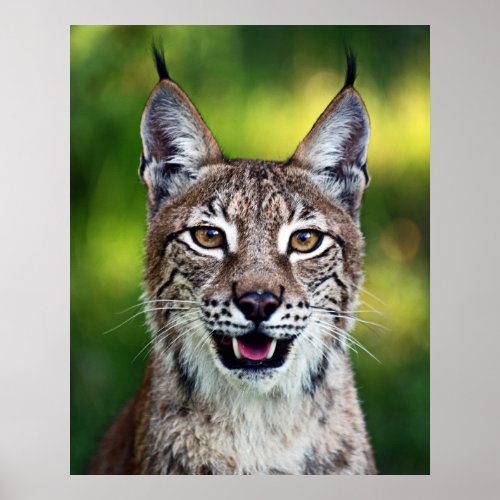 Siberian Lynx _ Smiling Poster