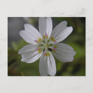 Siberian Spring Beauty on Unalaska Island Postcard