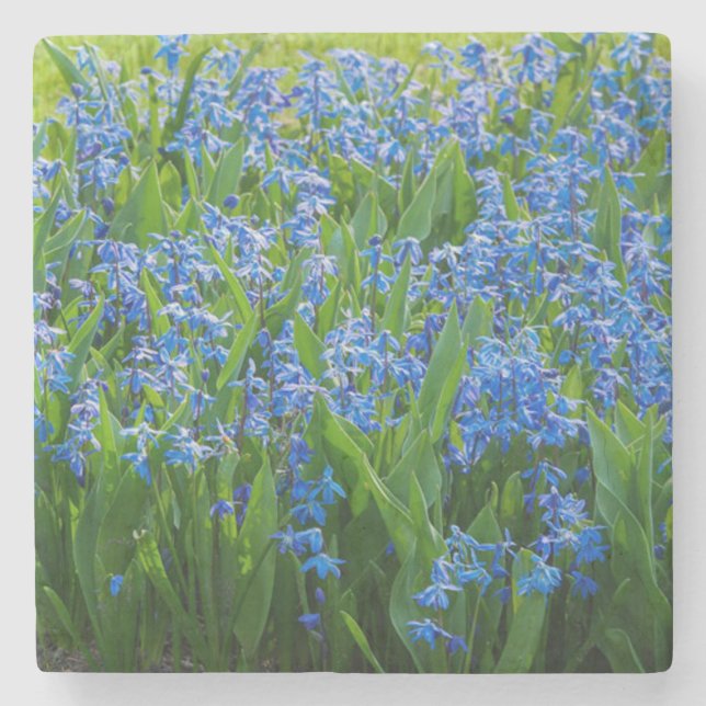 Siberian Squill Stone Coaster (Front)