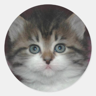 Siberian Tabby/White Kitten Classic Round Sticker