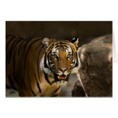 Siberian Tiger (Front Horizontal)