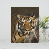 Siberian Tiger (Standing Front)