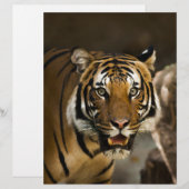 Siberian Tiger (Front/Back)