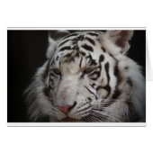 Siberian Tiger (Front Horizontal)