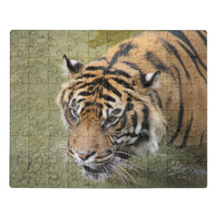 Siberian Tiger acrylic puzzle with tin box