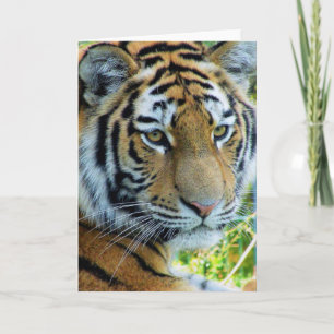 Siberian Tiger, Amur Tiger Greeting Card