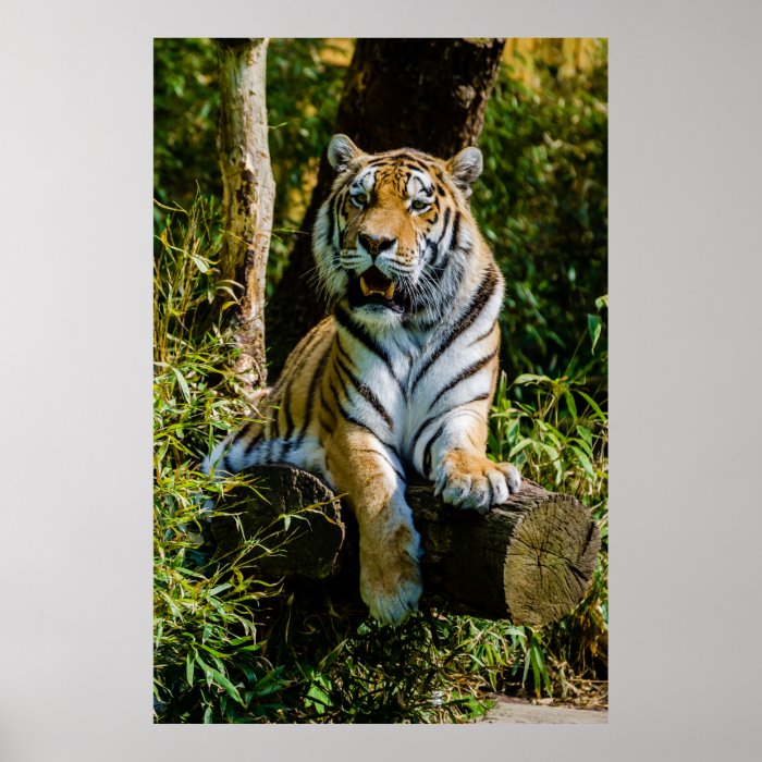 Siberian Tiger Amur Tiger Panthera Tigris Altaica Print