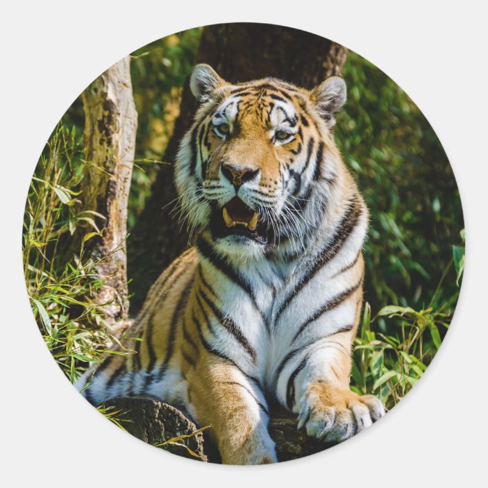 Siberian Tiger Amur Tiger Panthera Tigris Altaica Stickers