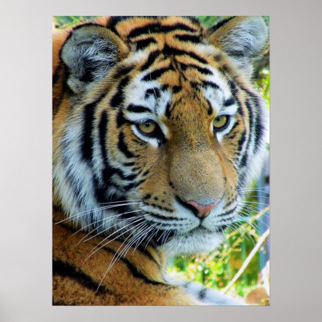 Siberian Tiger, Amur Tiger Poster (Front)