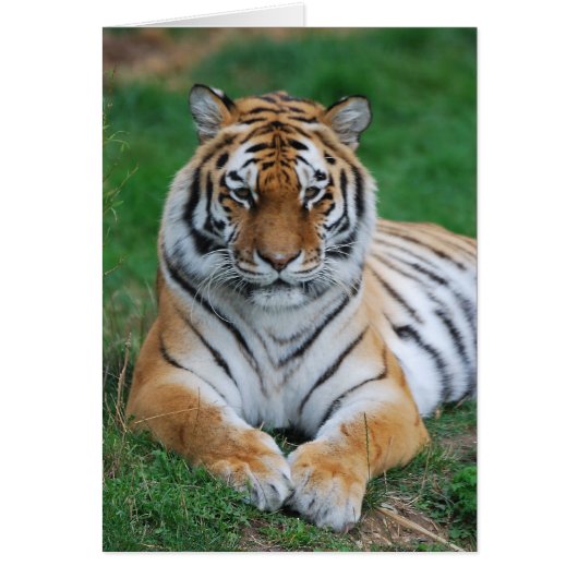 Siberian Tiger Cards (Front)