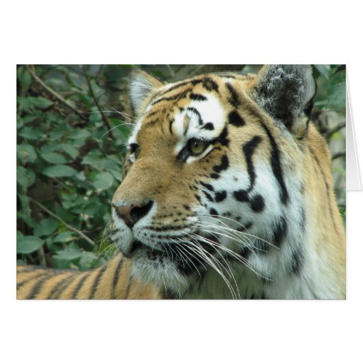 Siberian tiger cards (Front Horizontal)