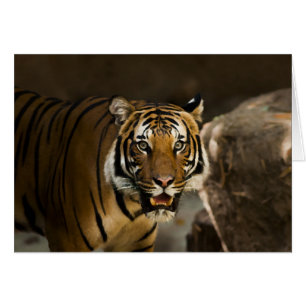 Siberian Tiger Cards