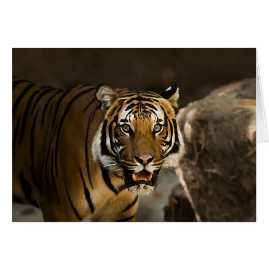 Siberian Tiger Cards (Front Horizontal)