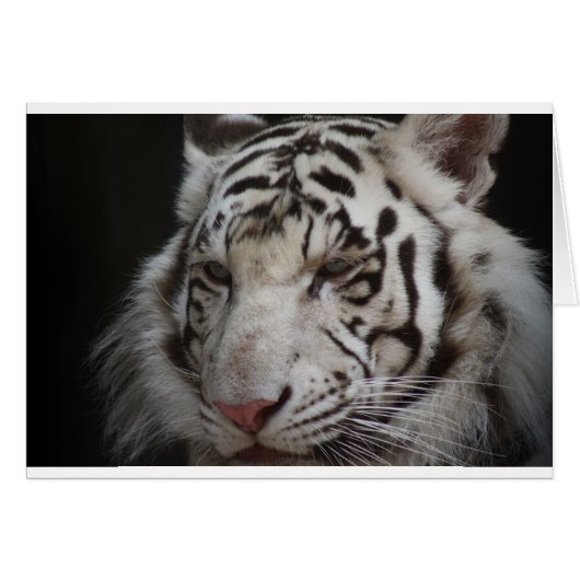 Siberian Tiger Cards (Front Horizontal)
